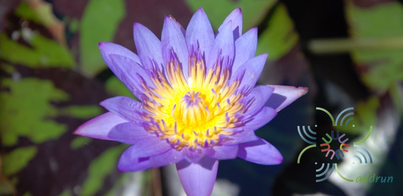 บัวผัน 4 Nymphaea spp.