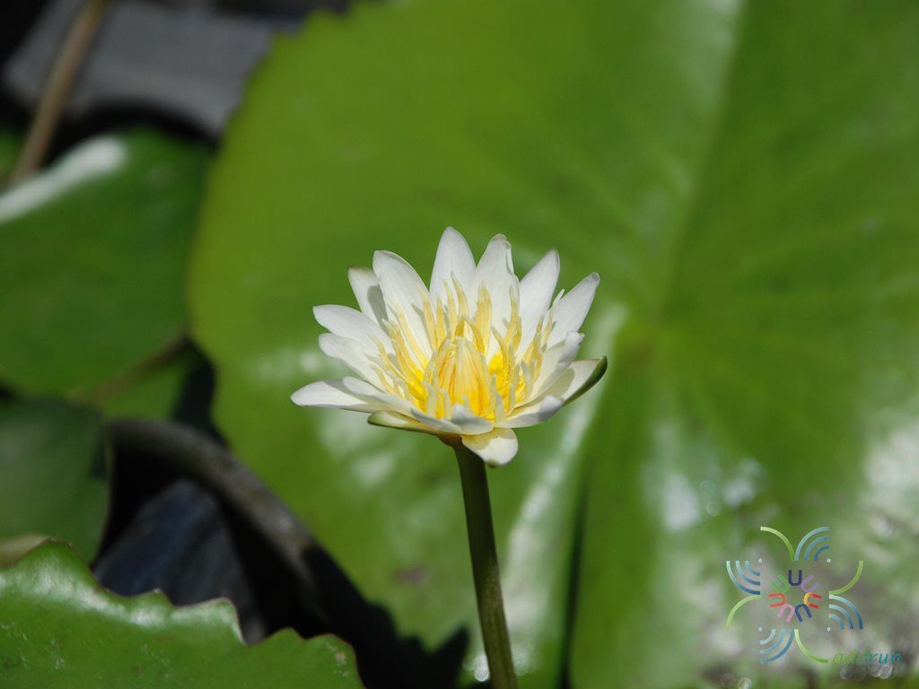 บัวผัน เท็ดอูเบอร์ Nymphaea spp.