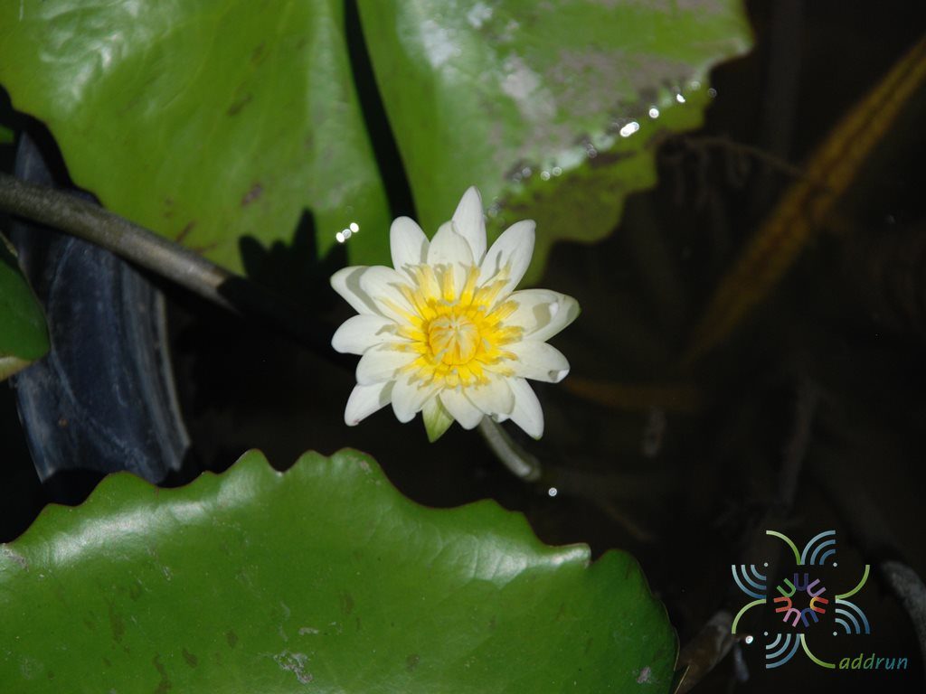บัวผัน เท็ดอูเบอร์ Nymphaea spp.