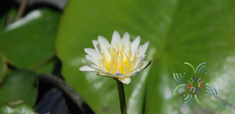 บัวผัน เท็ดอูเบอร์ Nymphaea spp.