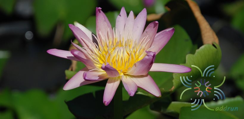 บัวผัน 5 Nymphaea spp.