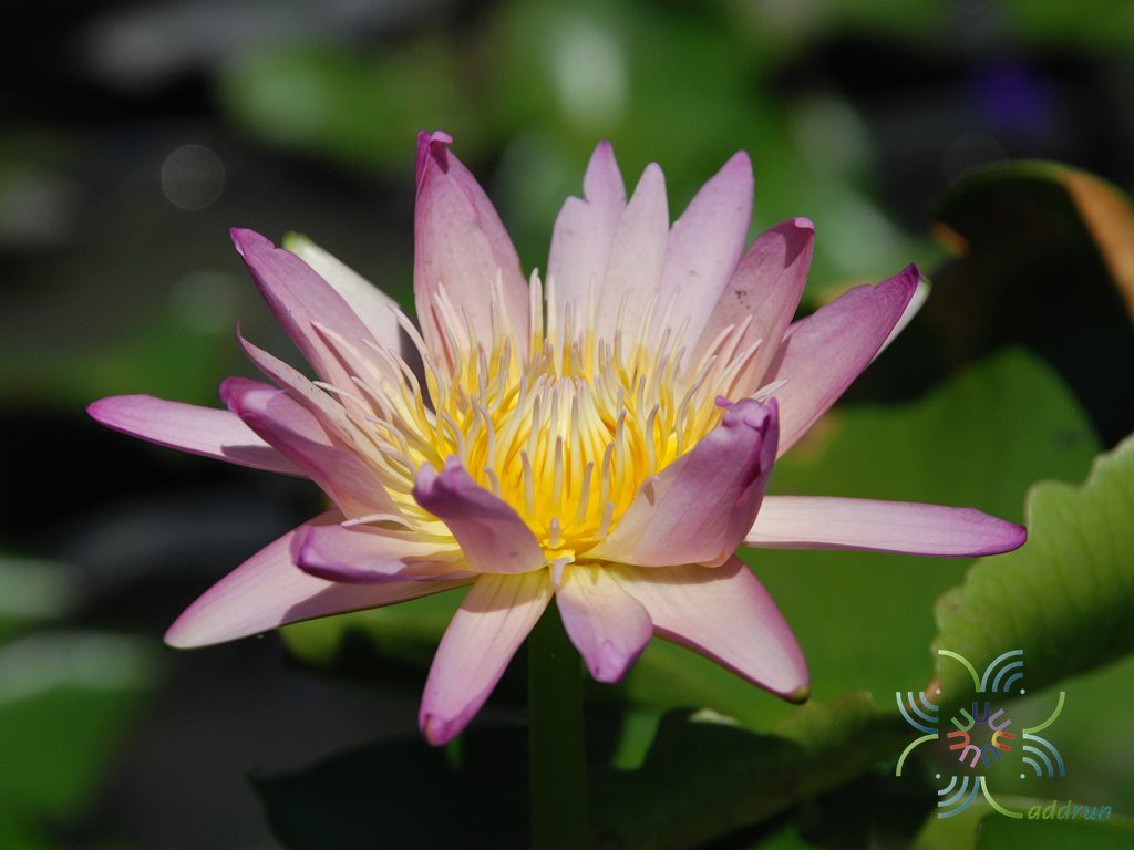 บัวผัน 5 Nymphaea spp.