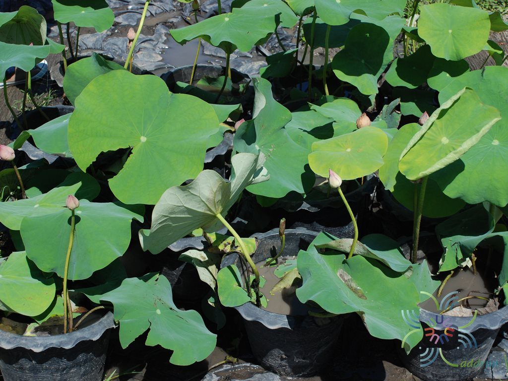 บัวสัตตบงกช Nelumbo nucifera ‘Roseum Plenum’