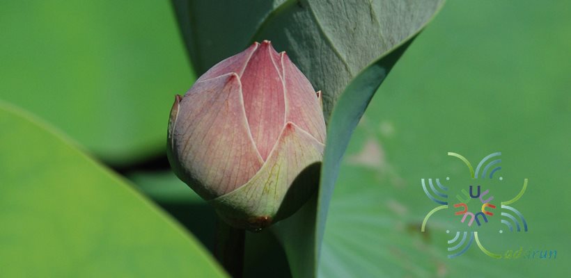 บัวสัตตบงกช Nelumbo nucifera ‘Roseum Plenum’