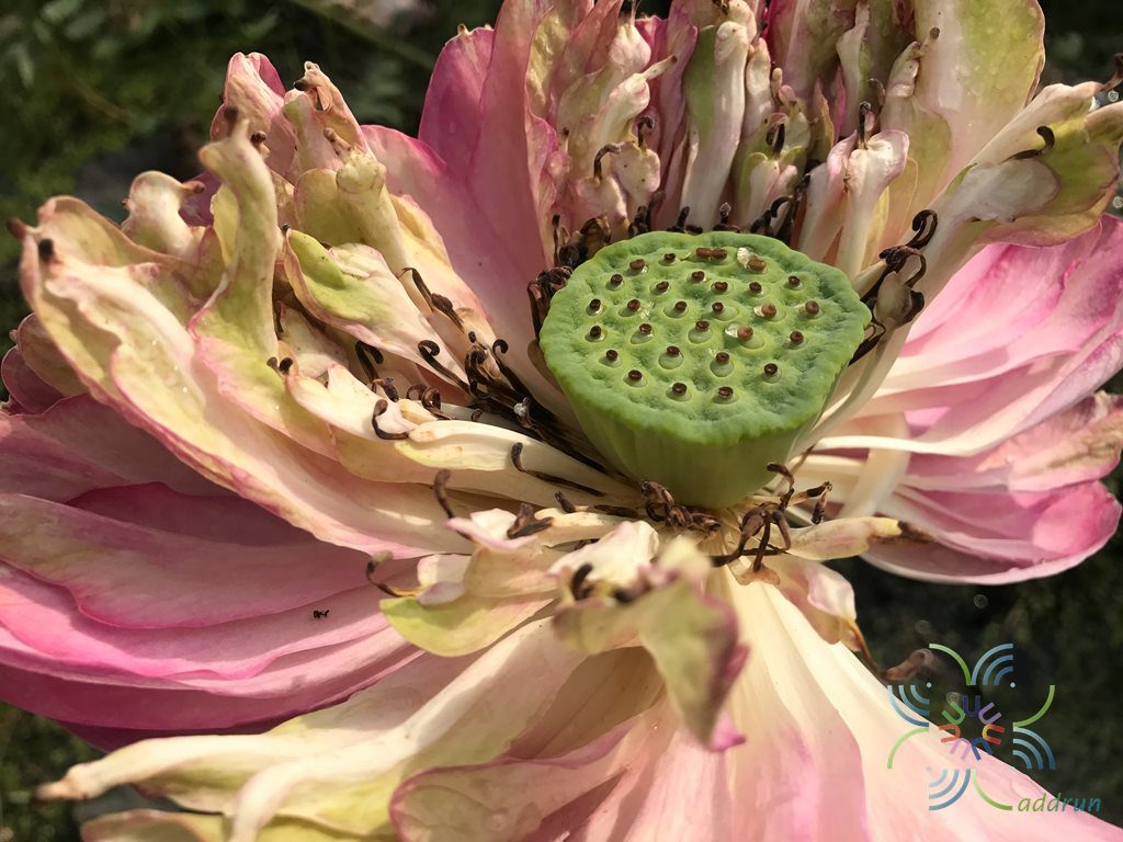 บัวสัตตบงกช Nelumbo nucifera ‘Roseum Plenum’