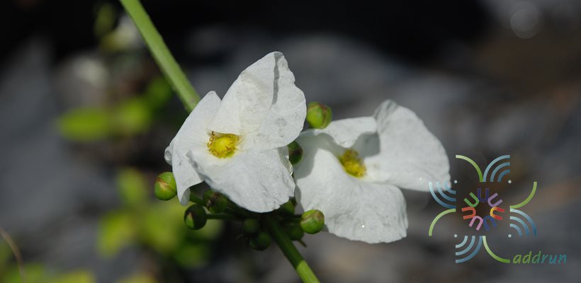 บัวอเมซอน Echinodorus cordifolius (L.) Griseb.