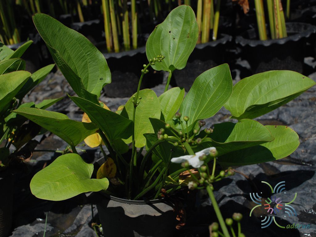 บัวอเมซอน Echinodorus cordifolius (L.) Griseb.
