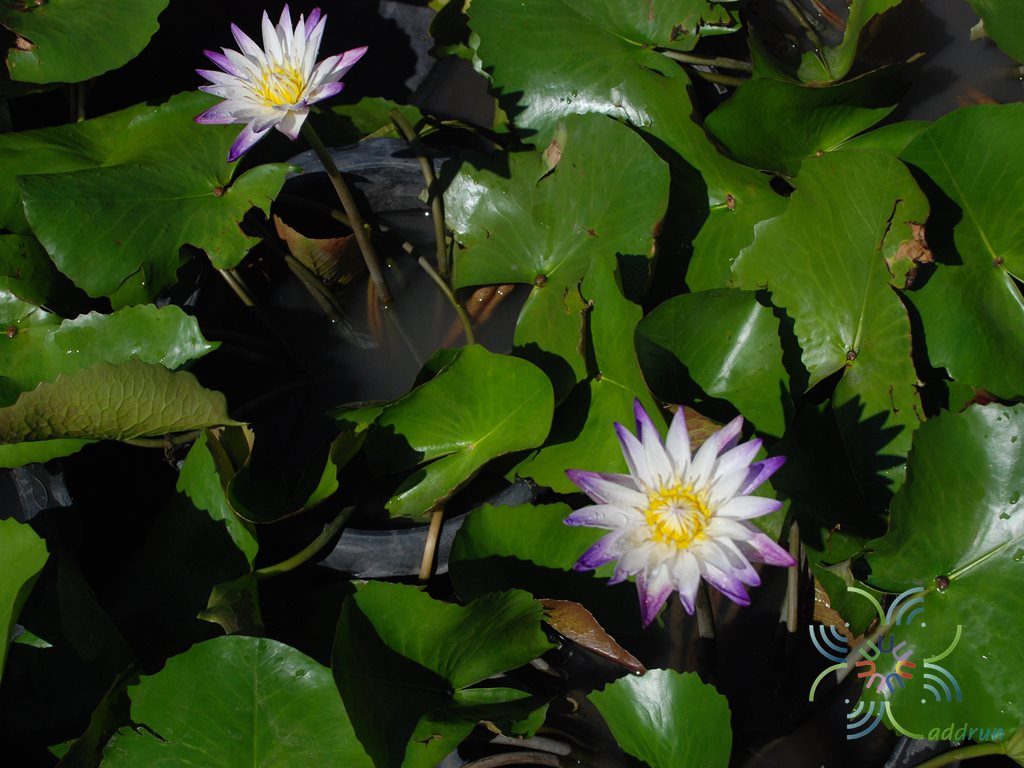 บัวผัน 6 Nymphaea spp.
