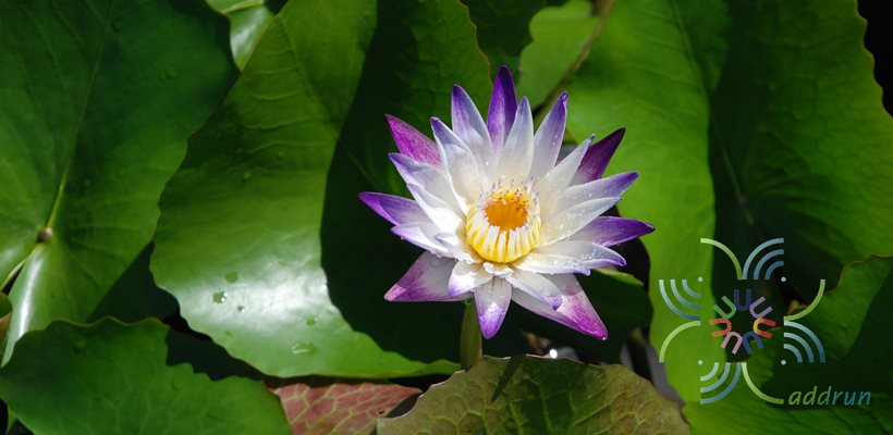 บัวผัน 6 Nymphaea spp.