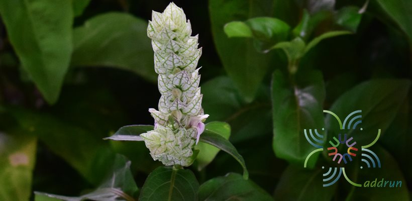 ตรีชวา Justicia betonica L.