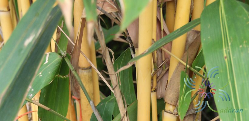 ไผ่เหลือง Bambusa vulgaris Schrad