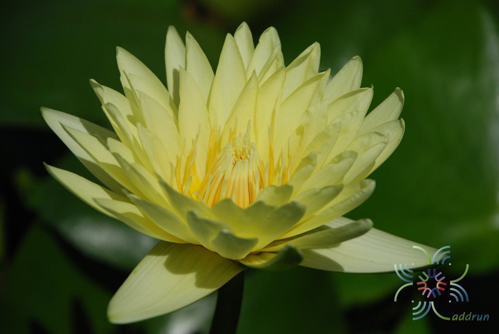 บัวฝรั่ง ชาร์ลีนสตรอน Nymphaea spp.