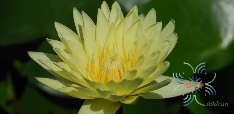 บัวฝรั่ง ชาร์ลีนสตรอน Nymphaea spp.