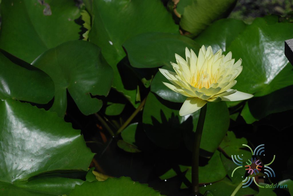 บัวฝรั่ง ชาร์ลีนสตรอน Nymphaea spp.