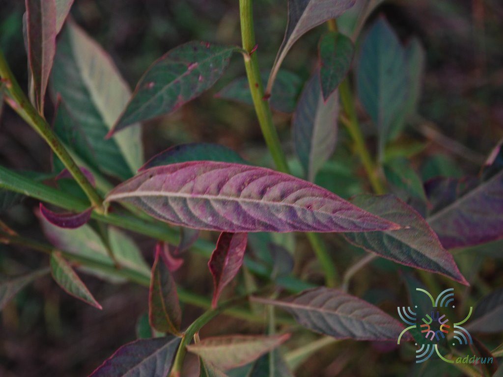 หงอนไก่ไทย Celosia spicata Spreng.