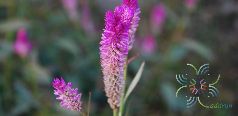 หงอนไก่ไทย Celosia spicata Spreng.