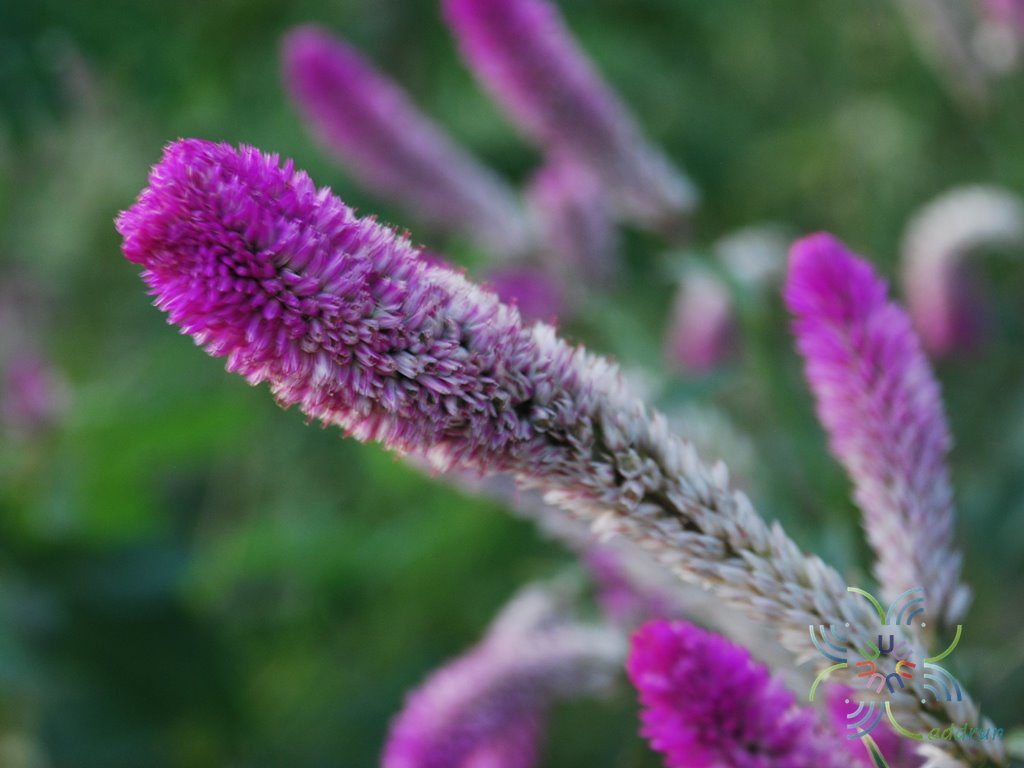 หงอนไก่ไทย Celosia spicata Spreng.