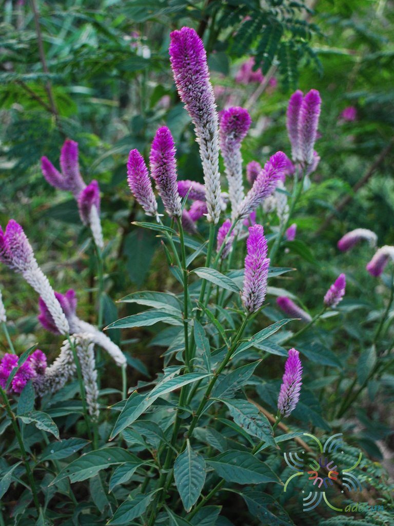 หงอนไก่ไทย Celosia spicata Spreng.