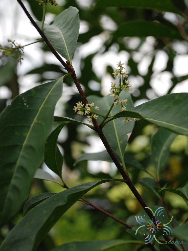 ปริศนา Chionanthus ramiflorus Roxb.