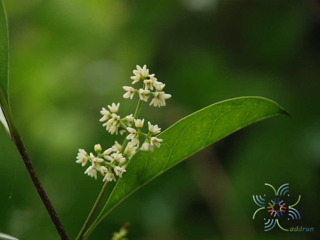 ปริศนา Chionanthus ramiflorus Roxb.