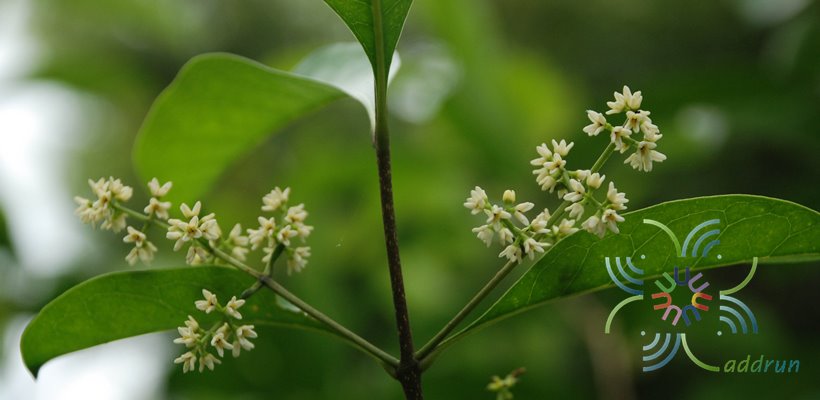 ปริศนา Chionanthus ramiflorus Roxb.