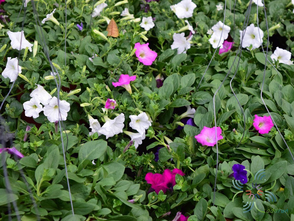 พิทูเนีย Petunia hybrida Vilm.