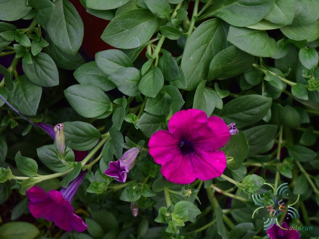 พิทูเนีย Petunia hybrida Vilm.