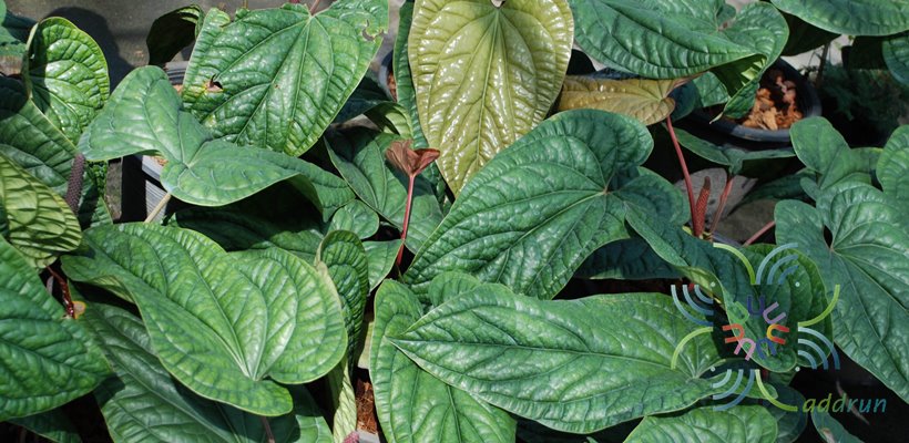 หน้าวัวใบพลู Anthurium hybrid