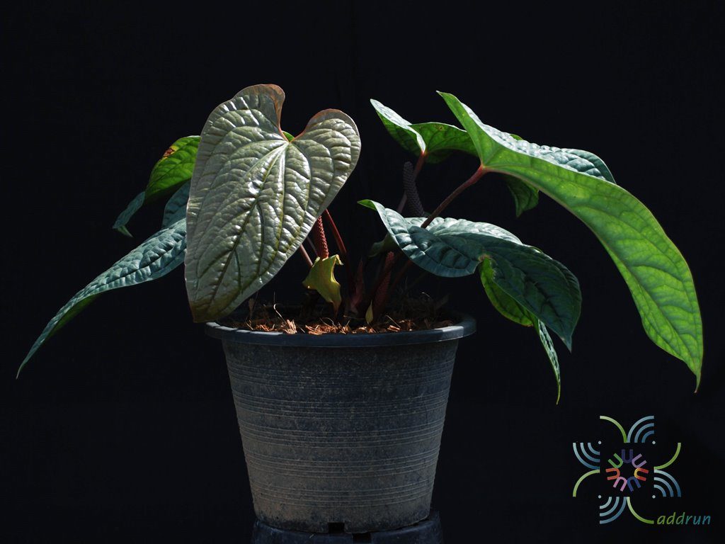 หน้าวัวใบพลู Anthurium hybrid