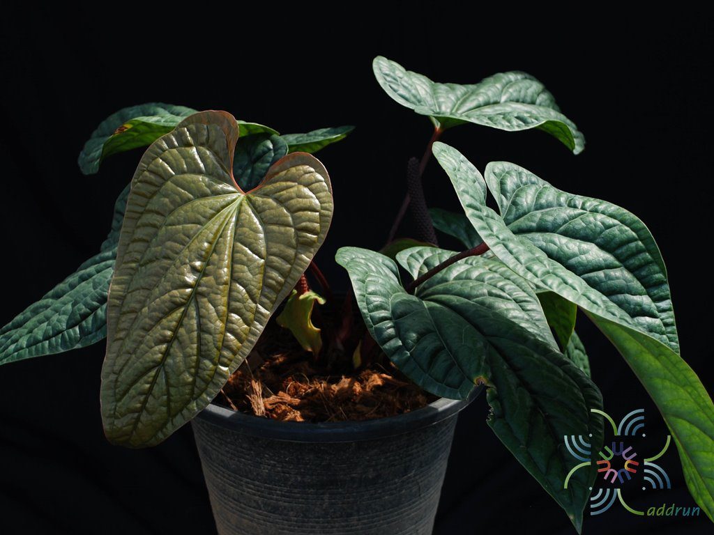 หน้าวัวใบพลู Anthurium hybrid
