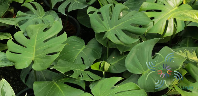 มอนสเตรา Monstera deliciosa Liebm.