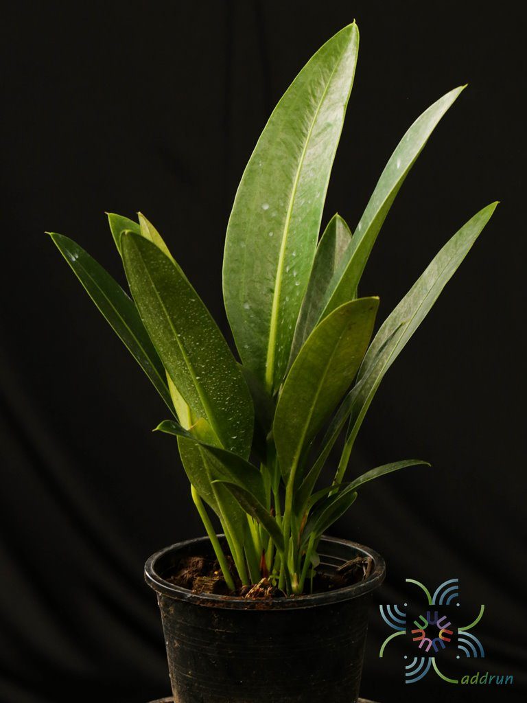 หน้าวัวใบ ศรทอง Anthurium willdenowii Kunth
