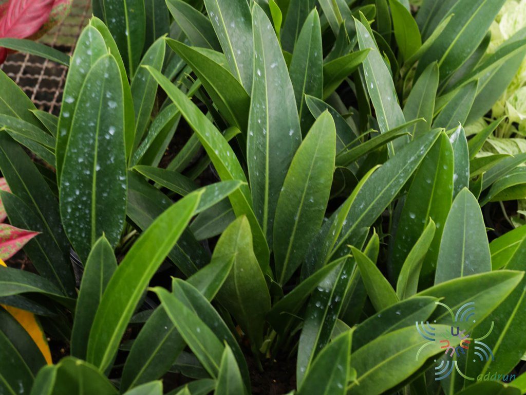 หน้าวัวใบ ศรทอง Anthurium willdenowii Kunth