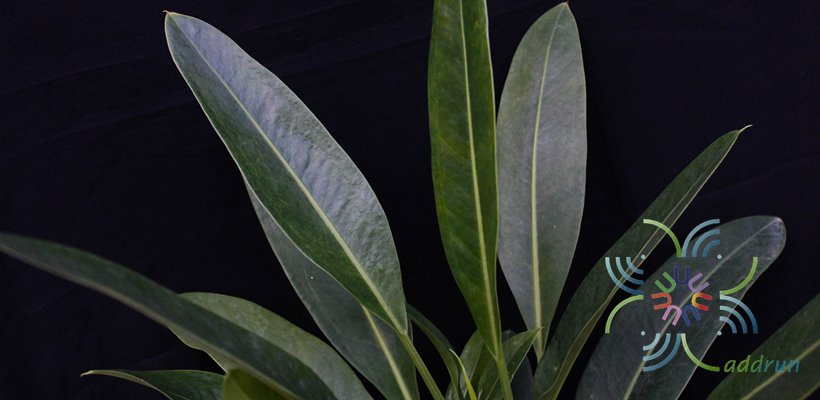 หน้าวัวใบ ศรทอง Anthurium willdenowii Kunth