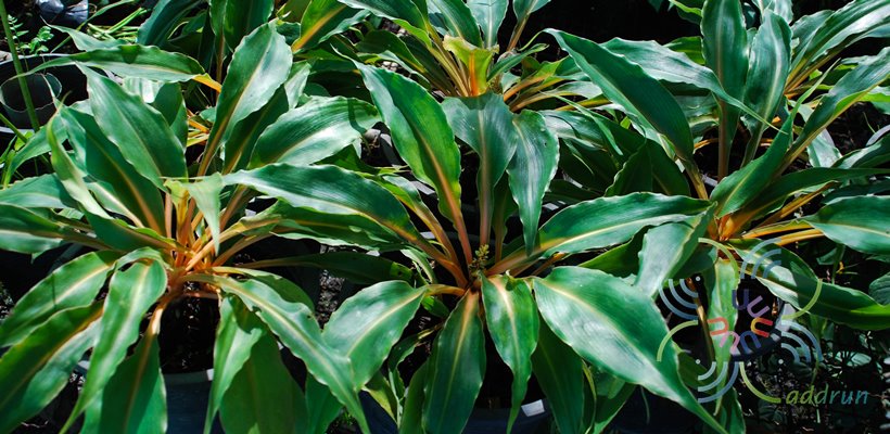 เศรษฐีก้านทอง Chlorophytum filipendulum subsp. amanuenses (Engl.) Nordal & A.D.Poulsen