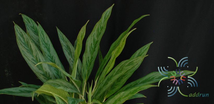 อโกลนีมา สั่งเงิน Aglaonema sp. ‘Sang ngoen’