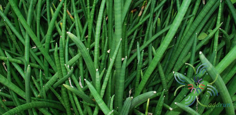 ว่านงาช้าง Sansevieria cylindrica Bojer ex Hook.