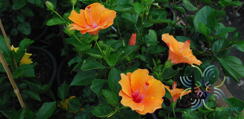 ชบาฮาวาย ส้ม Hibiscus hybrid