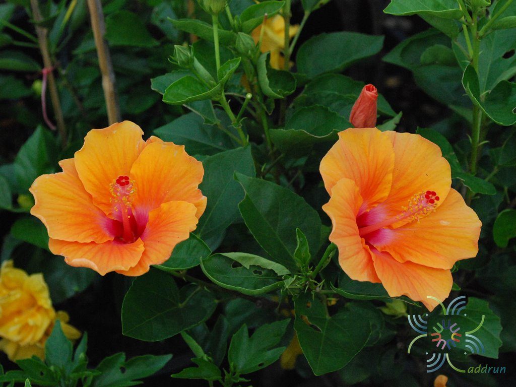 ชบาฮาวาย ส้ม Hibiscus hybrid