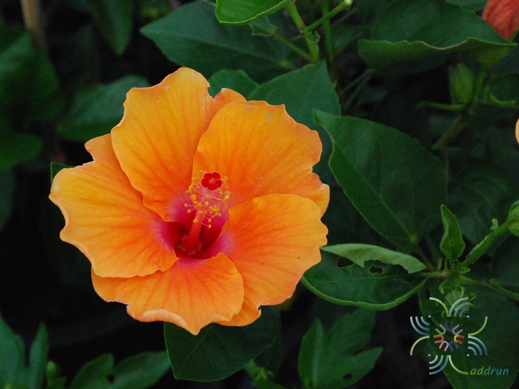 ชบาฮาวาย ส้ม Hibiscus hybrid
