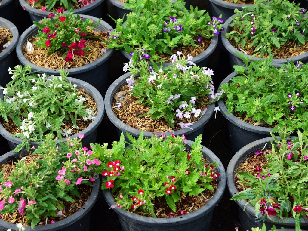 เวอร์บีน่า Verbena hybrida Groenl. & Rumpler