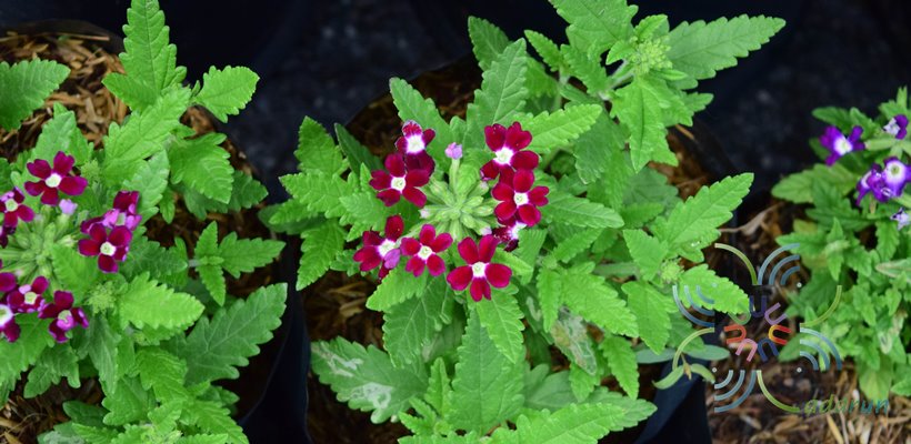 เวอร์บีน่า Verbena hybrida Groenl. & Rumpler