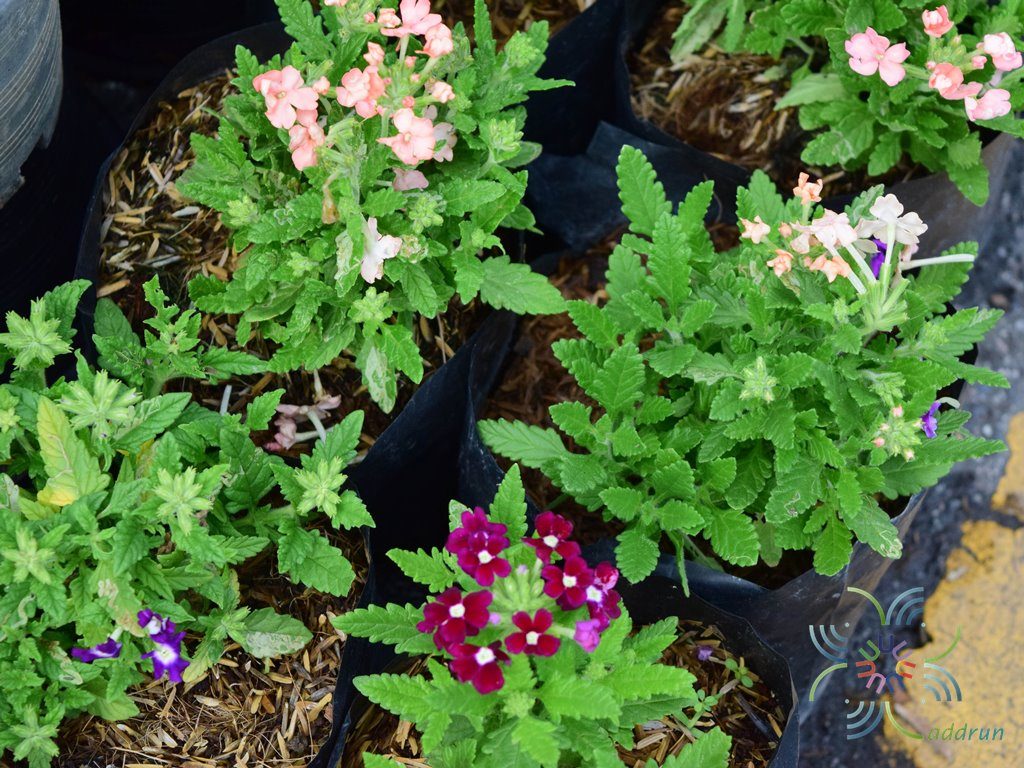 เวอร์บีน่า Verbena hybrida Groenl. & Rumpler