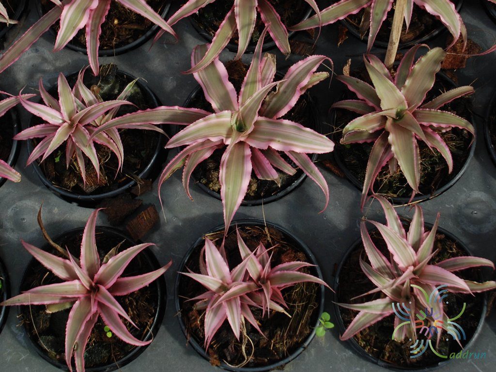 สับปะรดสี ดาวชมพู Neoregelia hybrid