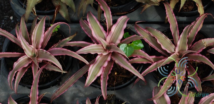 สับปะรดสี ดาวชมพู Neoregelia hybrid