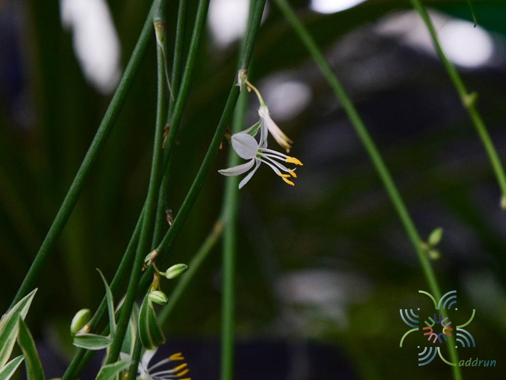 เศรษฐีจักรพรรดิ์ Chlorophytum comosum (Thunb.) Jacques