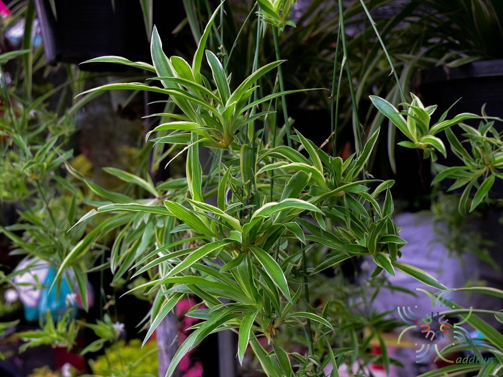 เศรษฐีจักรพรรดิ์ Chlorophytum comosum (Thunb.) Jacques