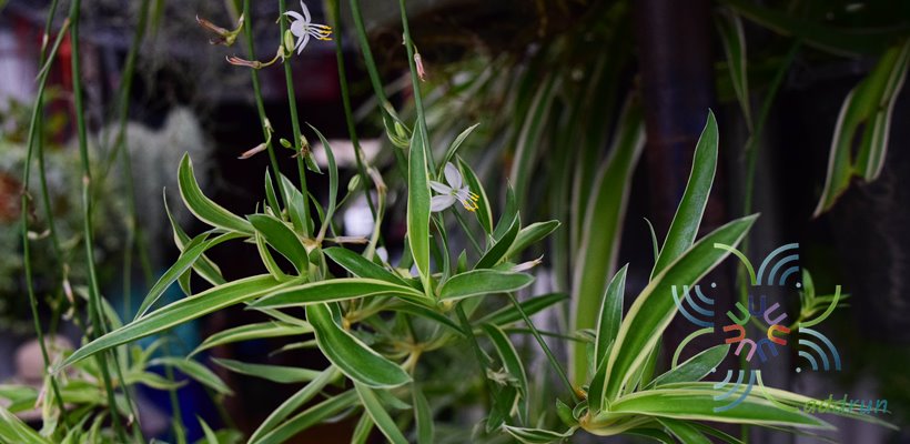เศรษฐีจักรพรรดิ์ Chlorophytum comosum (Thunb.) Jacques