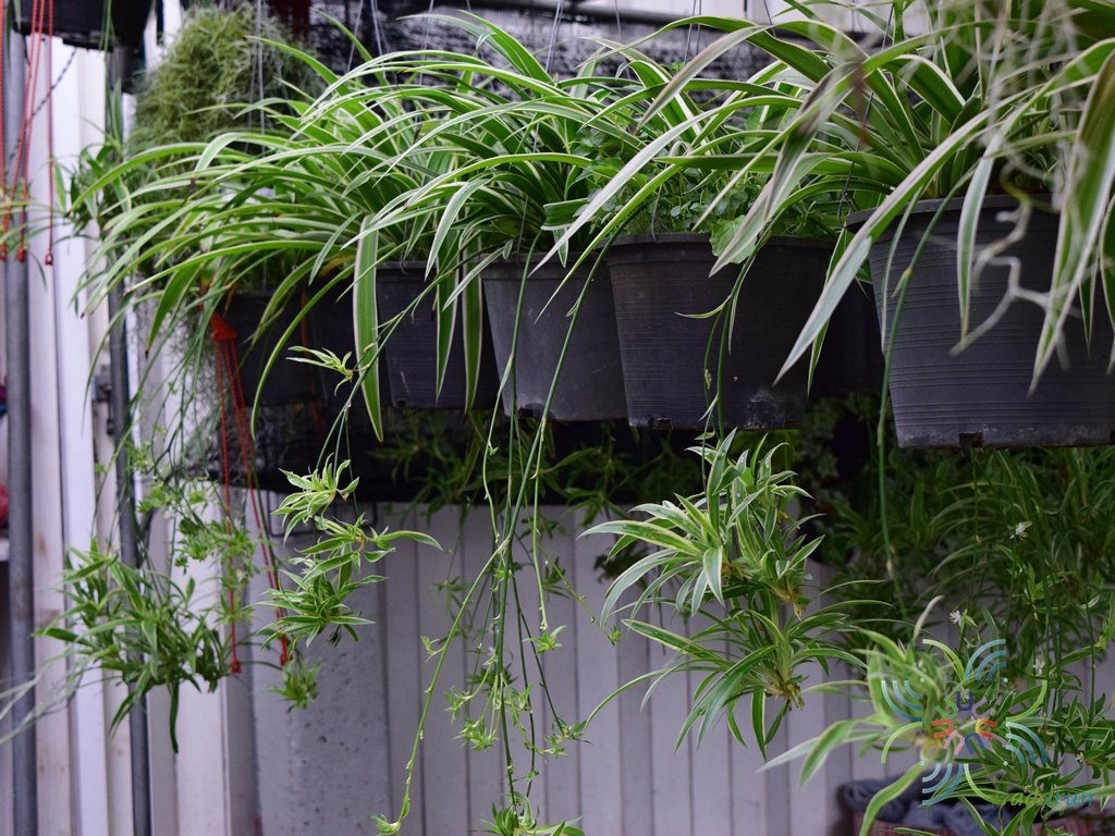 เศรษฐีจักรพรรดิ์ Chlorophytum comosum (Thunb.) Jacques