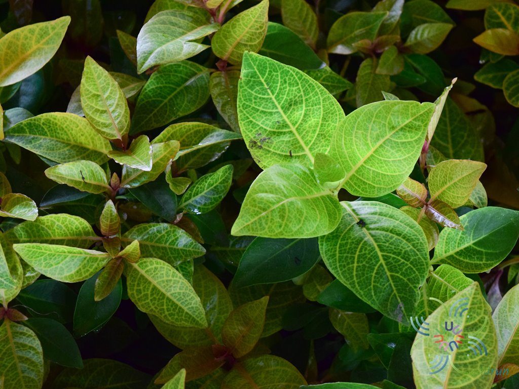 ประกายทอง Pseuderanthemum carruthersii var. reticulatum